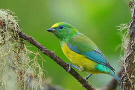 Blue-naped Chlorophonia