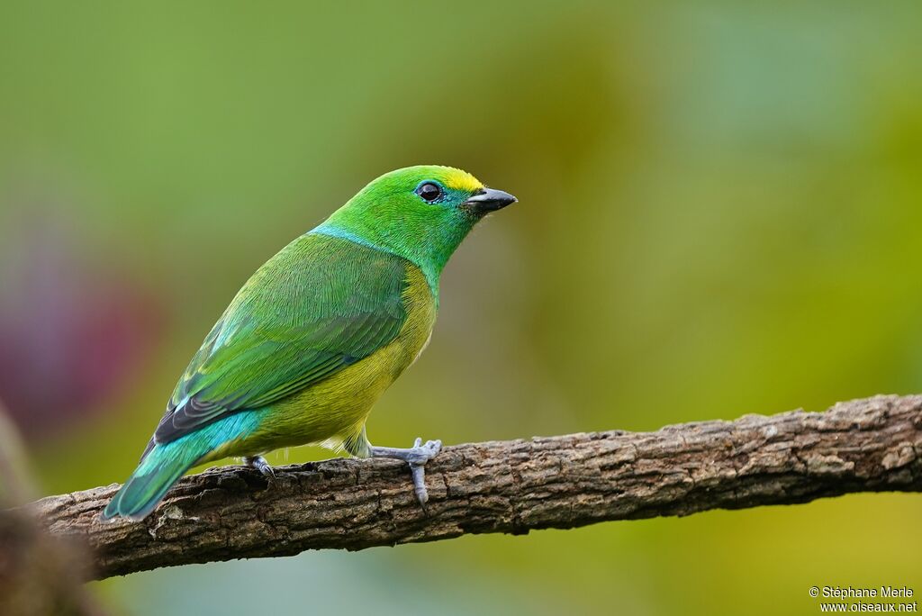 Blue-naped Chlorophoniaadult