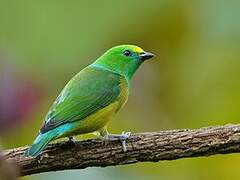 Blue-naped Chlorophonia