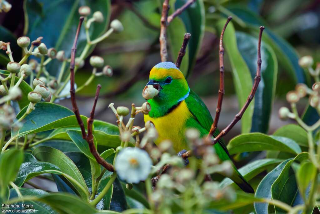 Golden-browed Chlorophonia male adult, habitat, pigmentation, feeding habits, eats