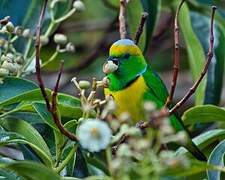 Golden-browed Chlorophonia