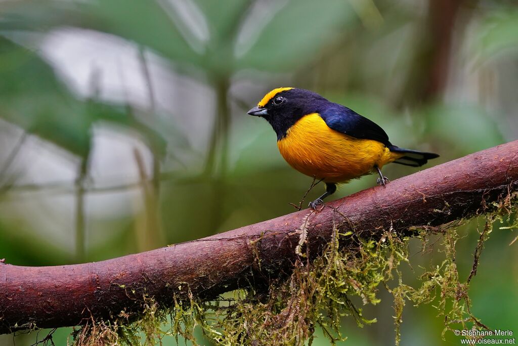 Orange-bellied Euphonia male adult