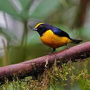 Orange-bellied Euphonia