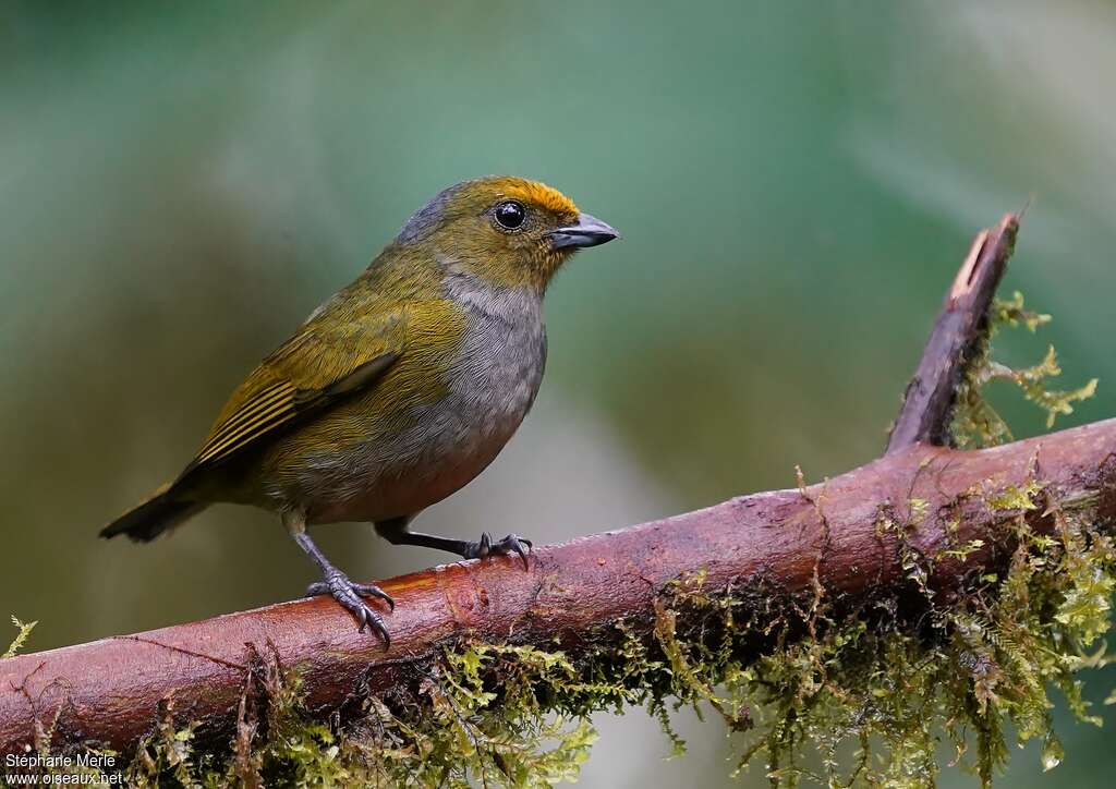 Orange-bellied Euphonia female adult, identification