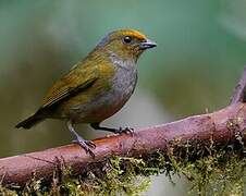 Orange-bellied Euphonia