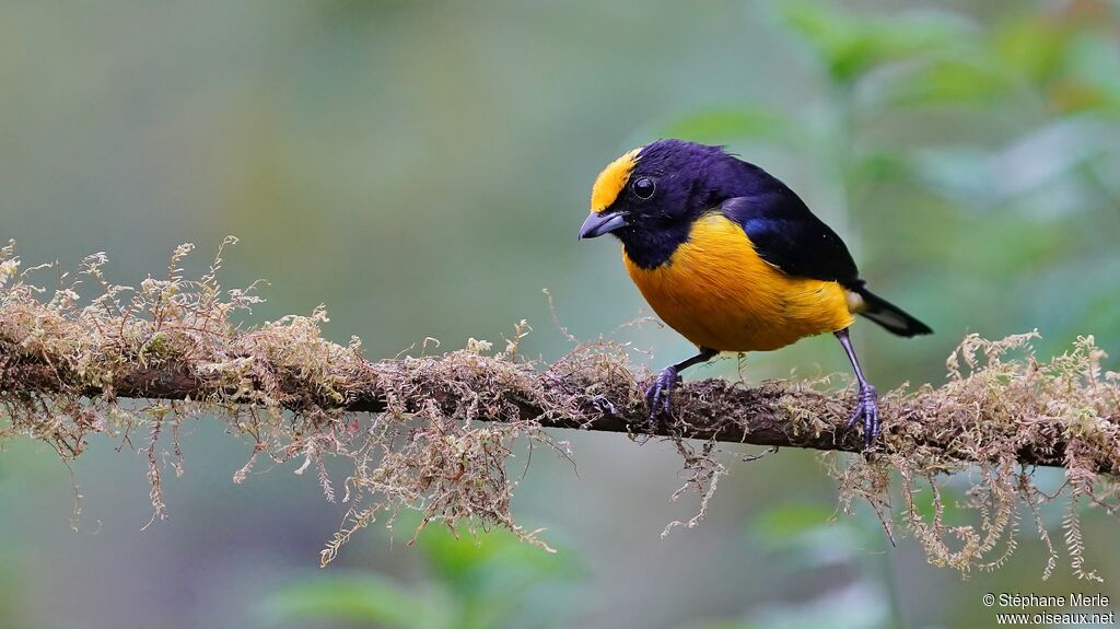 Orange-bellied Euphonia male adult