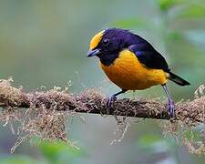 Orange-bellied Euphonia