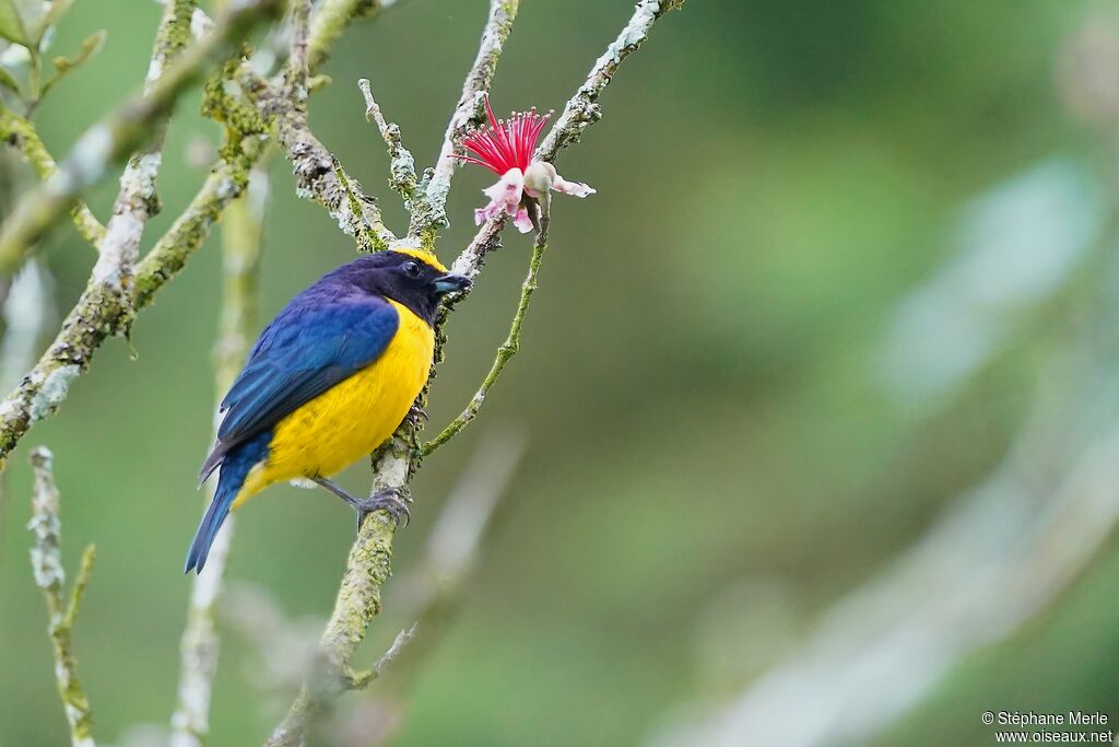 Orange-bellied Euphonia male adult