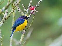 Orange-bellied Euphonia