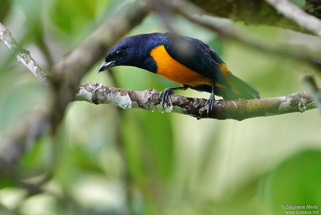 Rufous-bellied Euphoniaadult