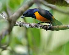 Rufous-bellied Euphonia