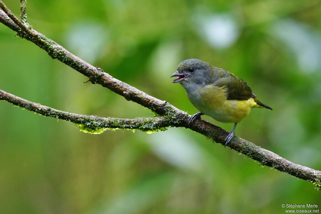 Scrub Euphonia female adult