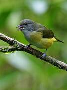 Scrub Euphonia