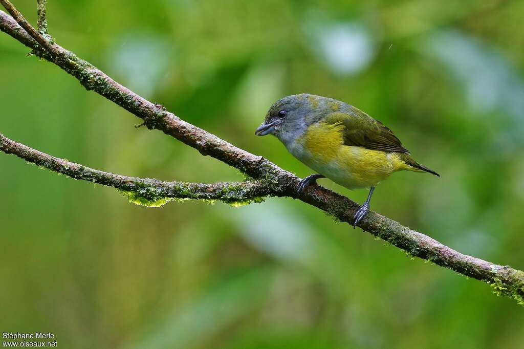 Scrub Euphonia female adult, identification