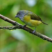 Scrub Euphonia