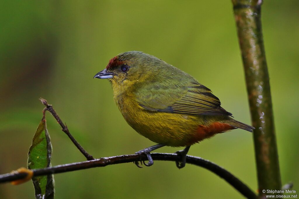 Spot-crowned Euphonia female adult