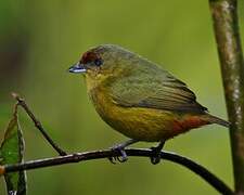 Spot-crowned Euphonia