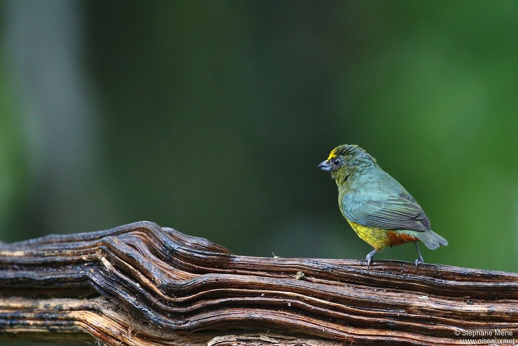 Olive-backed Euphonia male adult