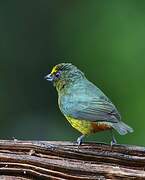 Olive-backed Euphonia