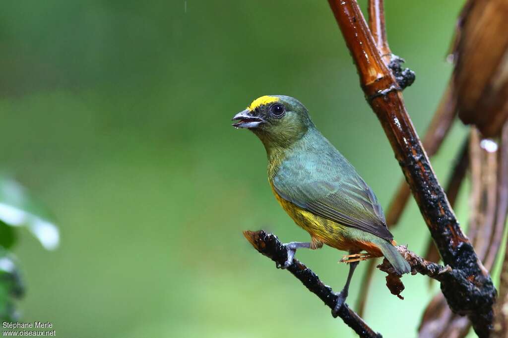 Olive-backed Euphonia male adult, identification