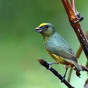 Olive-backed Euphonia