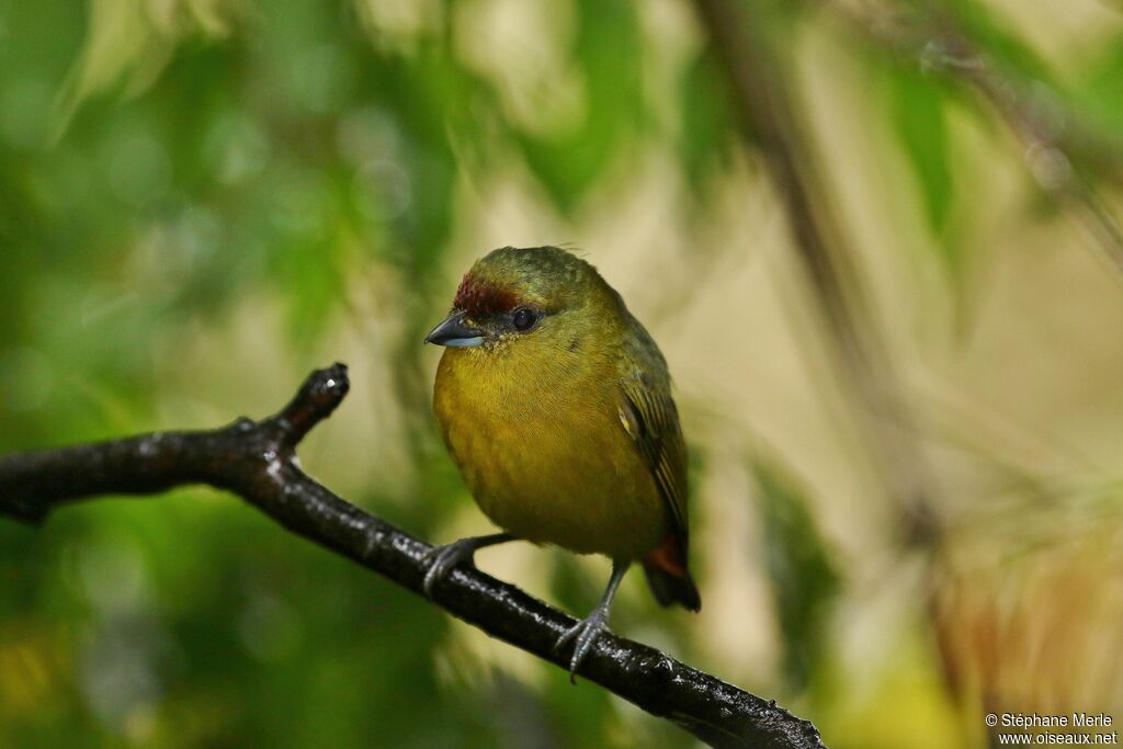 Olive-backed Euphoniaadult