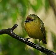 Olive-backed Euphonia