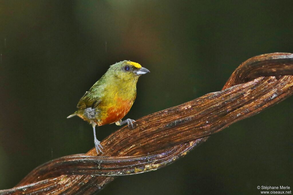 Olive-backed Euphonia male adult