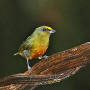 Olive-backed Euphonia