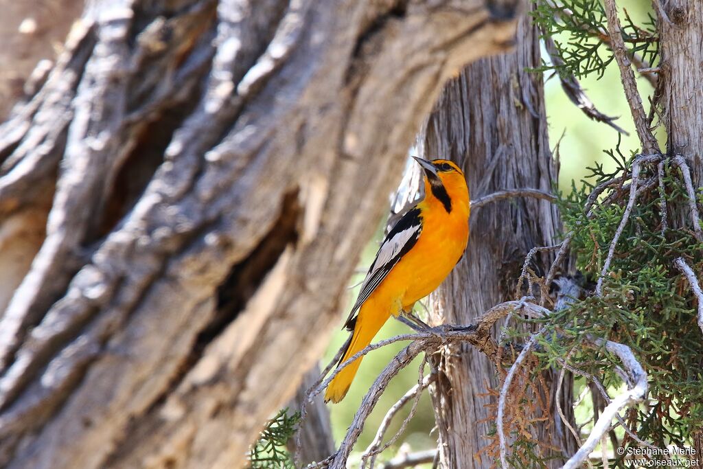 Oriole à ailes blanches