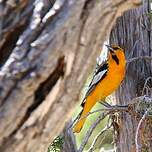 Oriole à ailes blanches