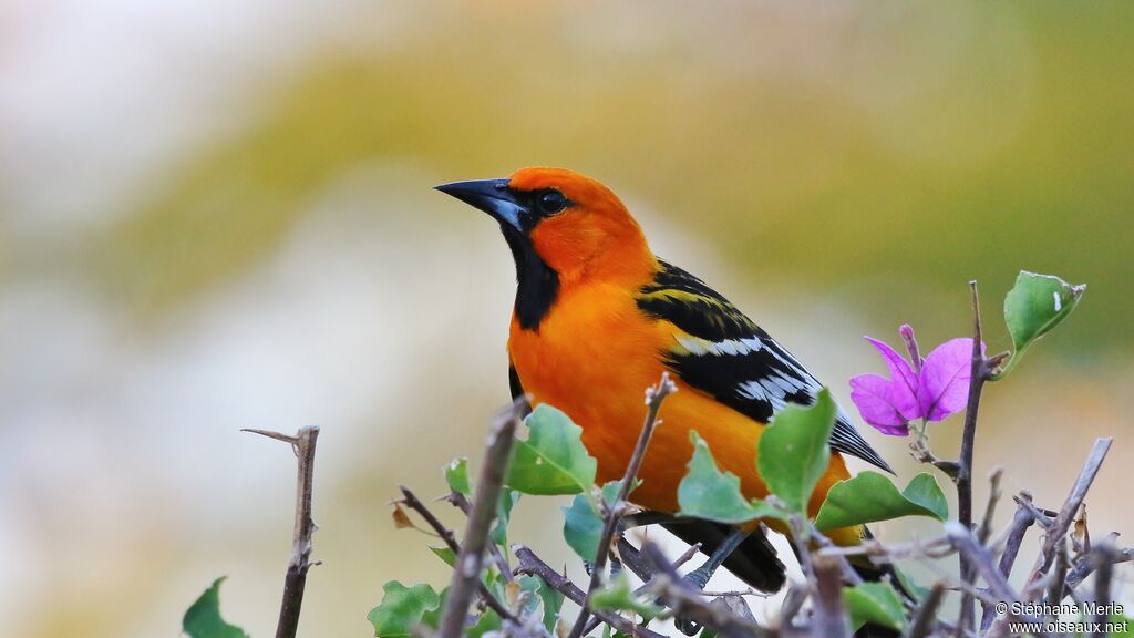 Oriole à dos rayé mâle adulte