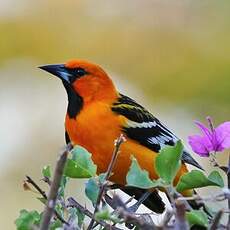 Oriole à dos rayé