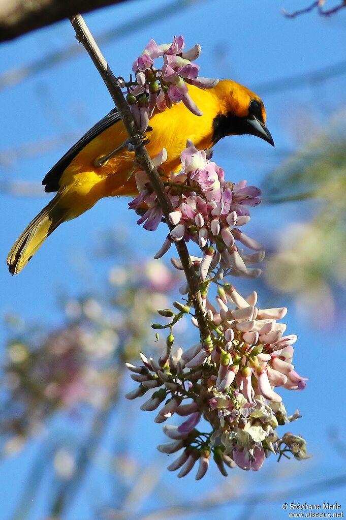 Oriole à dos rayéadulte