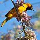 Oriole à dos rayé