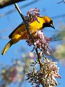 Streak-backed Oriole