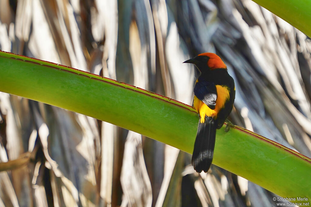 Oriole à tête d'oradulte