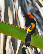 Orange-crowned Oriole