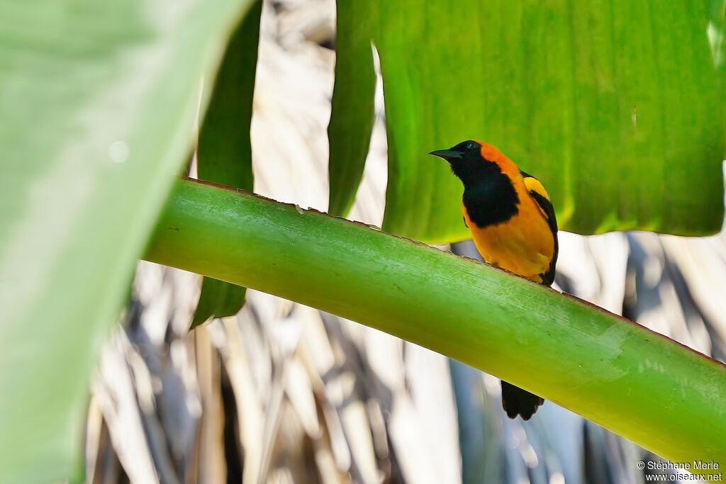 Oriole à tête d'oradulte