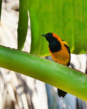 Oriole à tête d'or