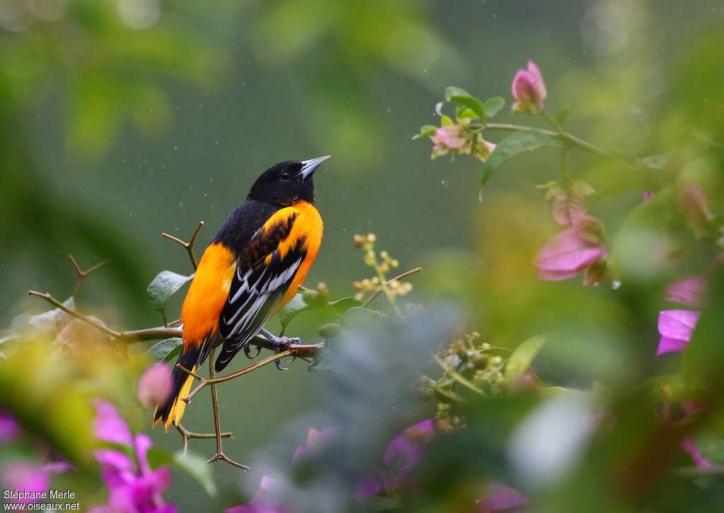 Baltimore Oriole male adult, habitat, pigmentation