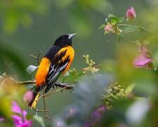 Baltimore Oriole