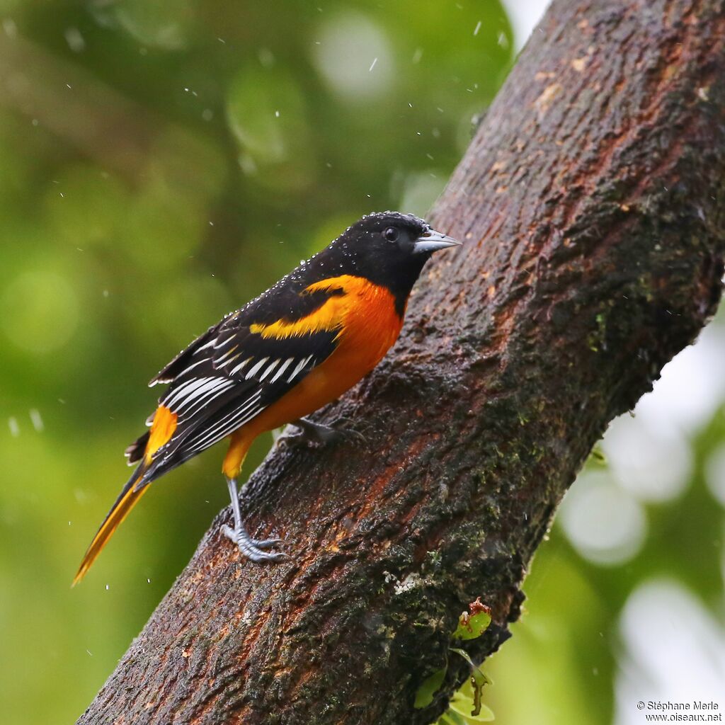 Baltimore Oriole male adult