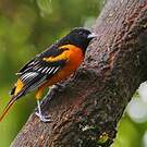 Oriole du Nord