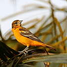 Oriole du Nord