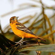 Oriole du Nord