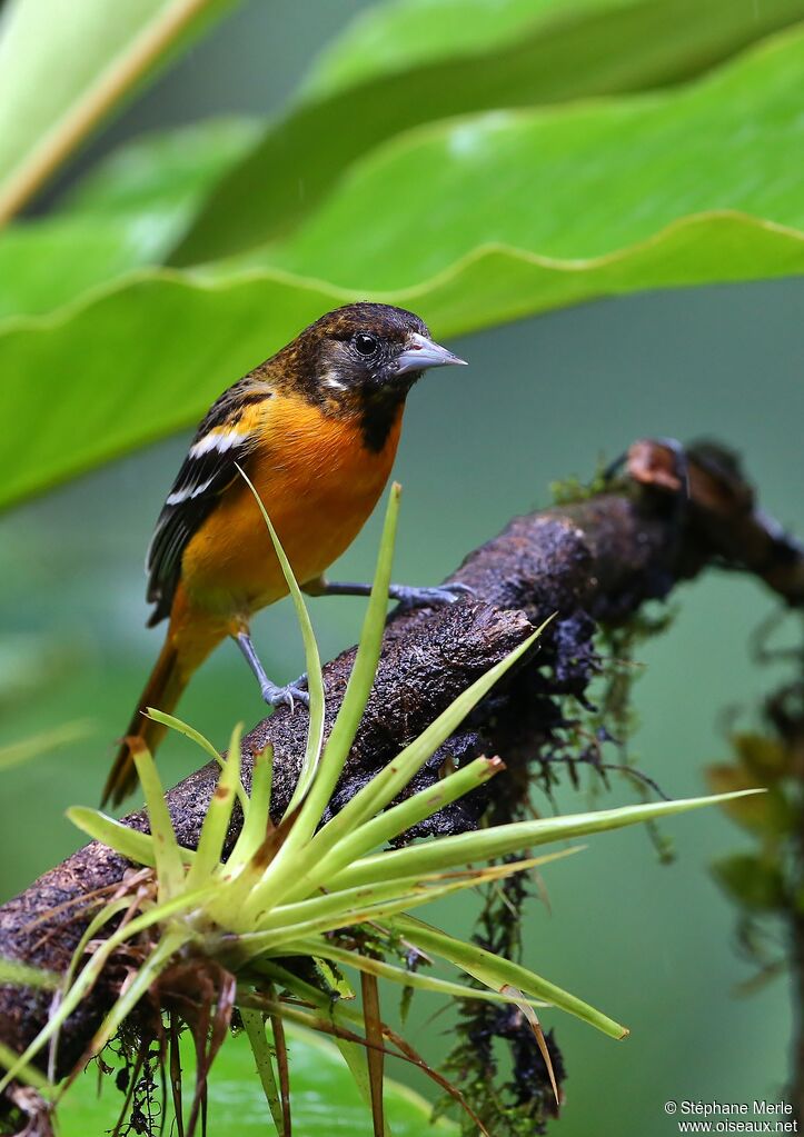 Baltimore Oriole male