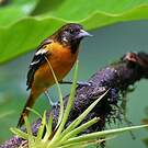 Oriole du Nord