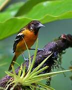 Oriole du Nord