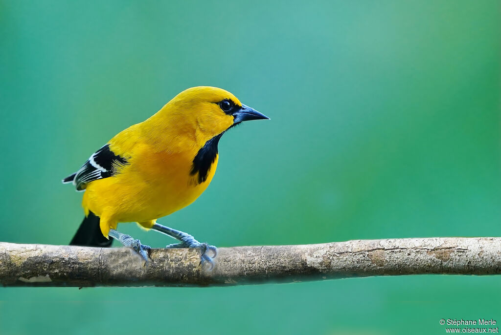 Yellow Oriole male adult